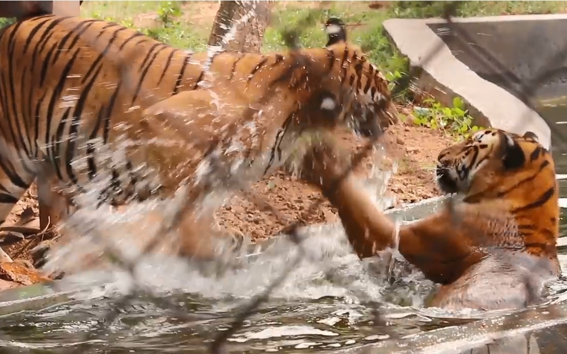 Hổ vằn đùa nghịch hồn nhiên, thích thú vầy nước với nhau